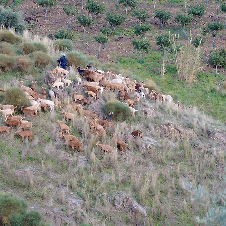 Cortijo Lagar De Luisa Vendégház Borge Kültér fotó